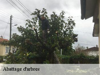 Abattage d'arbres