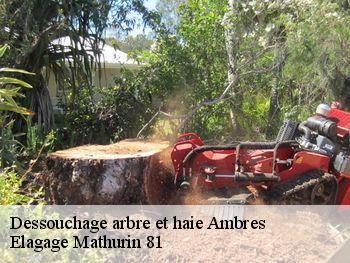 Dessouchage arbre et haie  ambres-81500 Elagage Mathurin 81