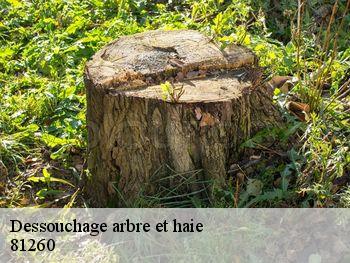 Dessouchage arbre et haie 81260