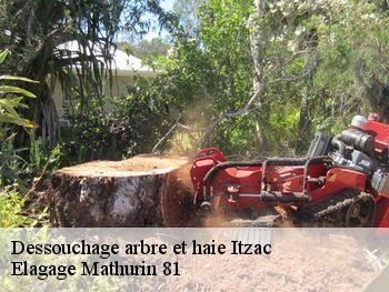 Dessouchage arbre et haie  itzac-81170 Elagage Mathurin 81