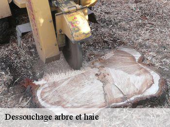 Dessouchage arbre et haie