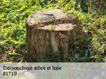 Dessouchage arbre et haie 81710
