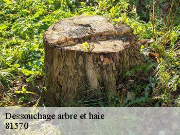 Dessouchage arbre et haie 81570