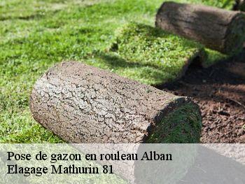 Pose de gazon en rouleau  alban-81250 Elagage Mathurin 81