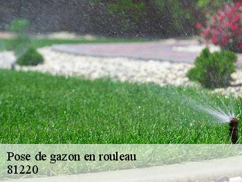 Pose de gazon en rouleau 81220