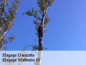 Elagage  damiatte-81220 Elagage Mathurin 81