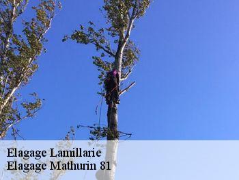 Elagage  lamillarie-81120 Elagage Mathurin 81