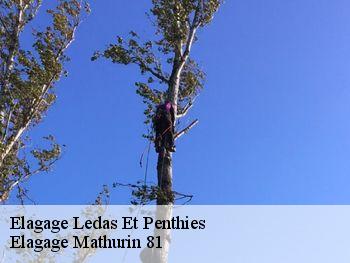 Elagage  ledas-et-penthies-81340 Elagage Mathurin 81