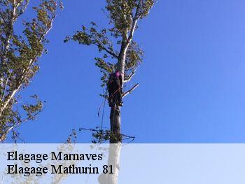Elagage  marnaves-81170 Elagage Mathurin 81