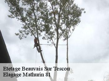 Etetage  beauvais-sur-tescou-81630 Elagage Mathurin 81