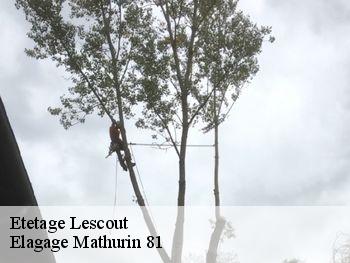 Etetage lescout-81110 Elagage Mathurin 81