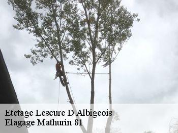 Etetage  lescure-d-albigeois-81380 Elagage Mathurin 81