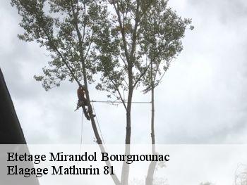 Etetage  mirandol-bourgnounac-81190 Elagage Mathurin 81