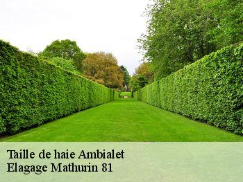 Taille de haie  ambialet-81430 Elagage Mathurin 81