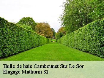 Taille de haie  cambounet-sur-le-sor-81580 Elagage Mathurin 81