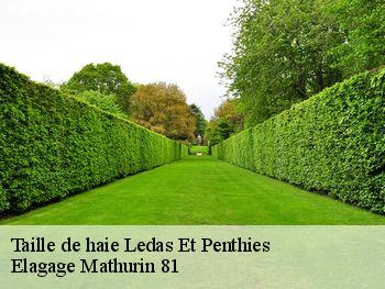 Taille de haie  ledas-et-penthies-81340 Elagage Mathurin 81