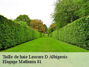 Taille de haie  lescure-d-albigeois-81380 Elagage Mathurin 81