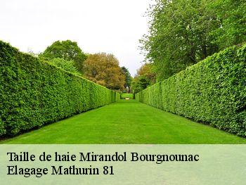 Taille de haie  mirandol-bourgnounac-81190 Elagage Mathurin 81