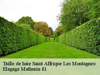 Taille de haie  saint-affrique-les-montagnes-81290 Elagage Mathurin 81